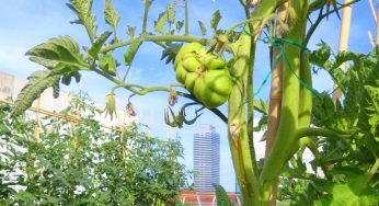 Terrats verds per a una Barcelona ecològica